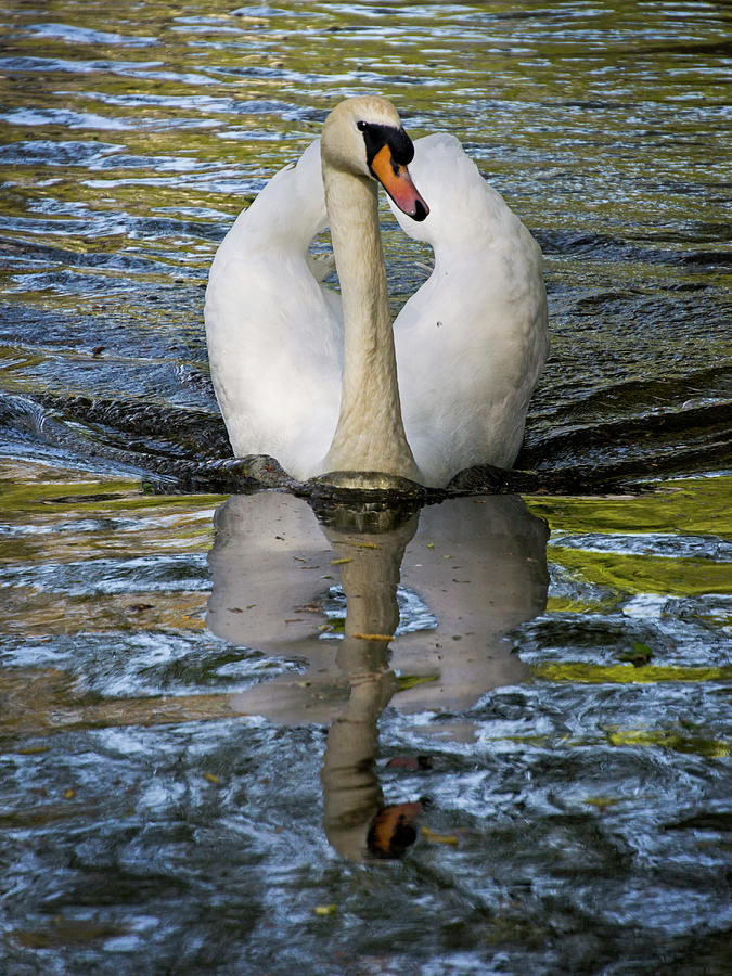 Swan Sailing Photograph by Inge Riis McDonald