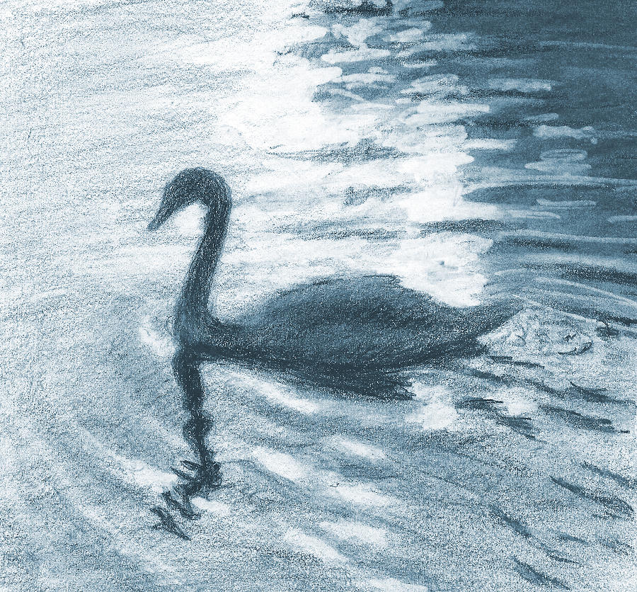 Swan Drawing by Sarah Parks