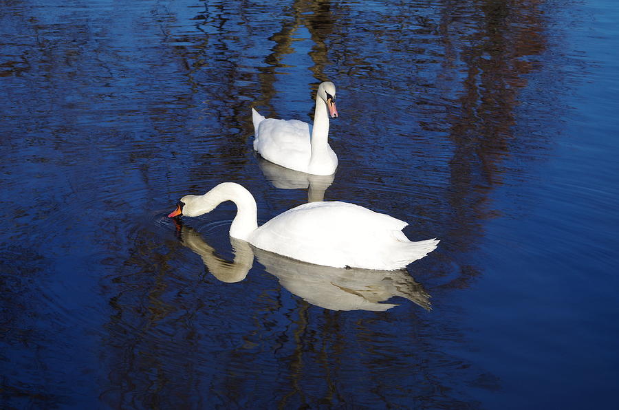 Swan sea # Photograph by MJG Products and photo gallery - Fine Art America