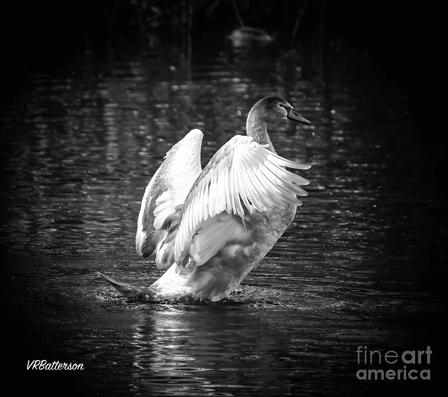 Swan Sequence One St James Park Photograph by Veronica Batterson