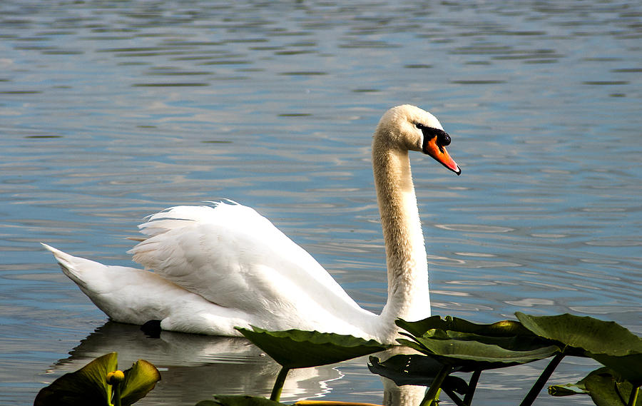 Swan Photograph - Swan Serenity by Norman Johnson