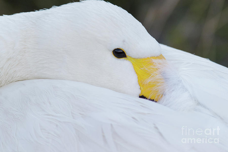 Swan Siesta by Paul Farnfield Swan Siesta by Paul Farnfield