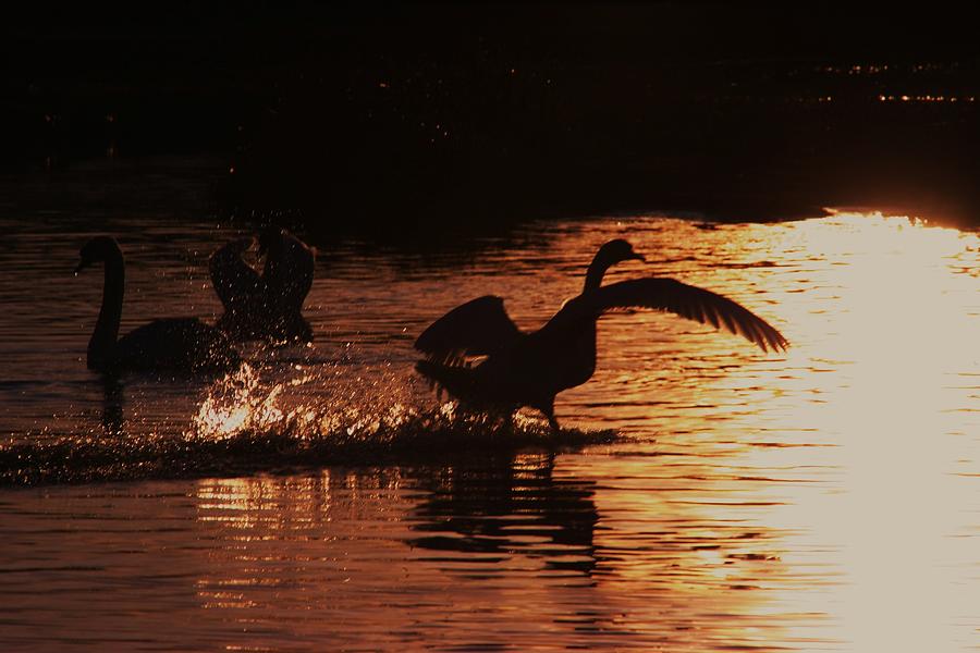 Swan Silhouettes Photograph by Martina Fagan