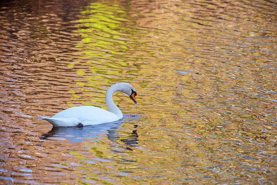 Swan Sipping Water Photograph
