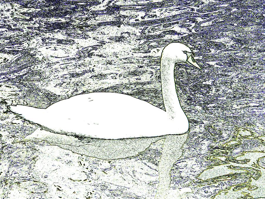 Swan sketch Photograph by Manuela Constantin