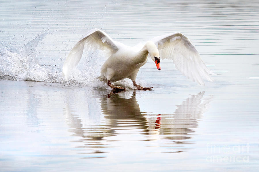 Swan Ski Photograph by Karen Jorstad