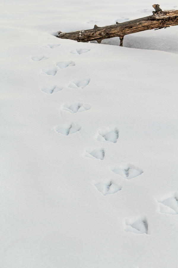 Swan Snow Tracks Photograph by Patti Deters