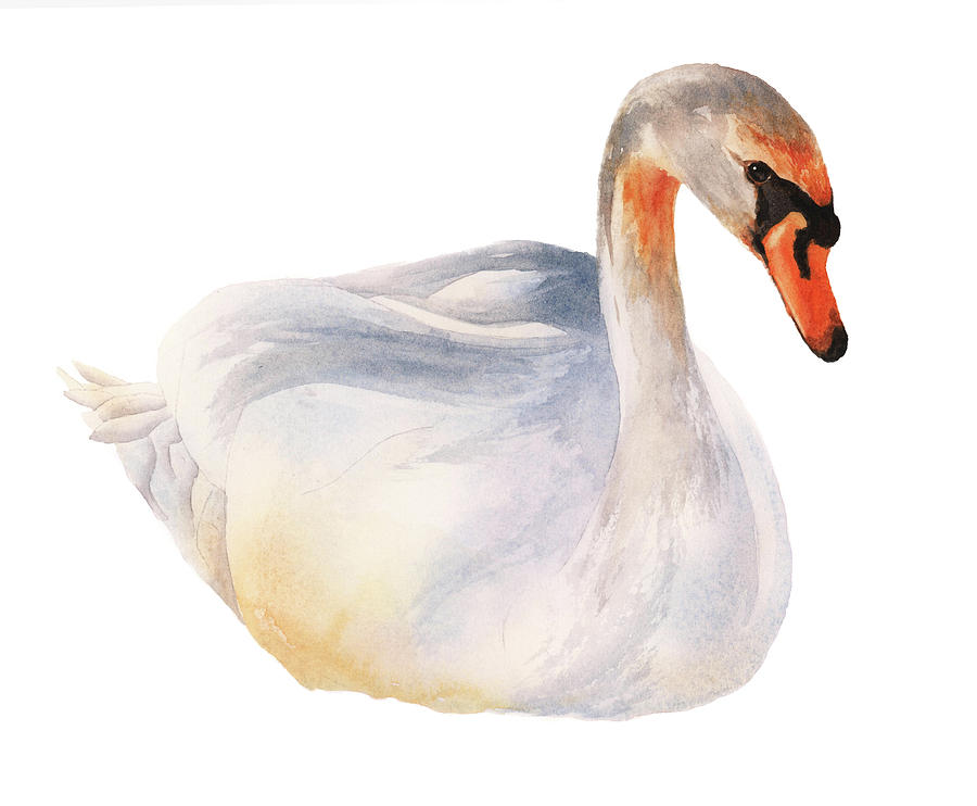 Swan Painting - Swan Solo by Alison Fennell