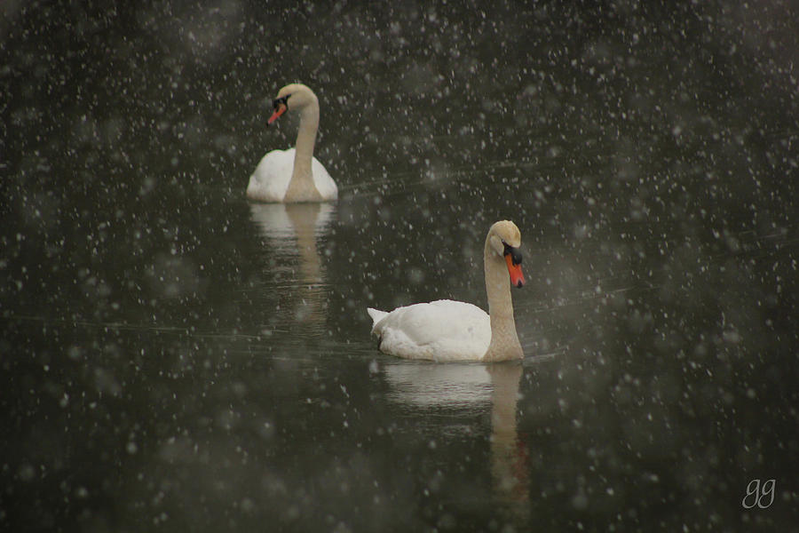 Swan Lake Photograph by Geri Glavis