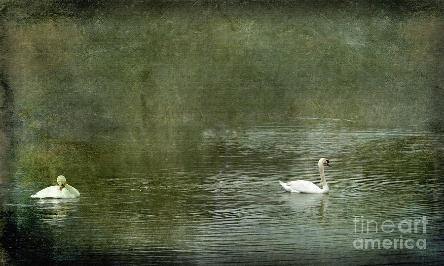 Swan Photograph - Swan Song by Liz Alderdice