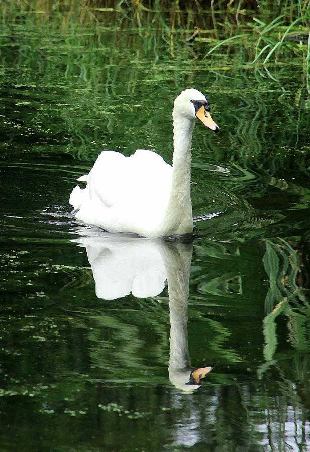 Swan Photograph - Swan Song by Marie Alvarez