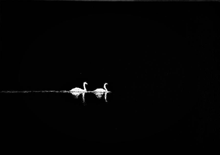 Swan Song by Olga Zavgorodnya Swan Song by Olga Zavgorodnya