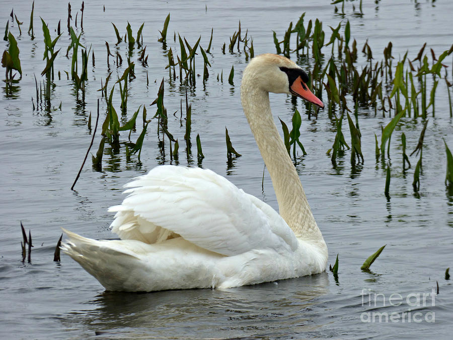 Swan Song Photograph by Scott Ward