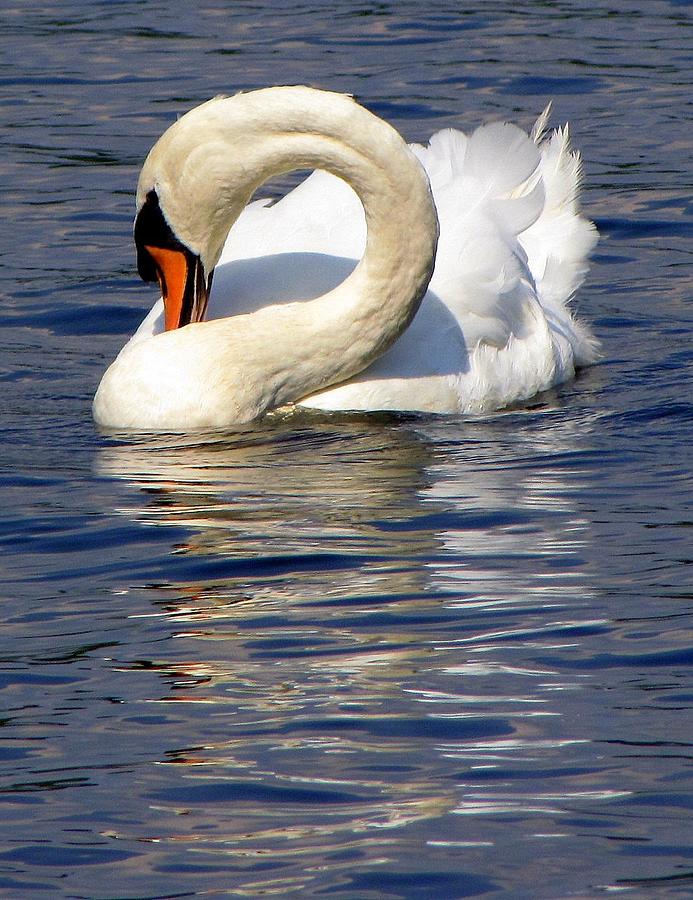 Swan Splendor Photograph by Lori Lafargue