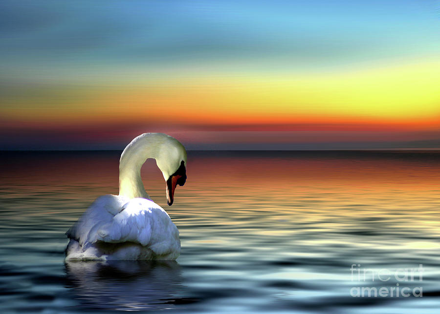 Swan Photograph by Stephanie Laird
