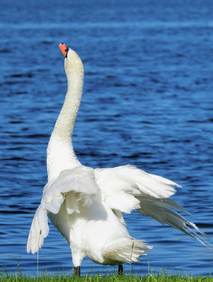 Swan Photograph - Swan Stretch by Bonnie Phillips