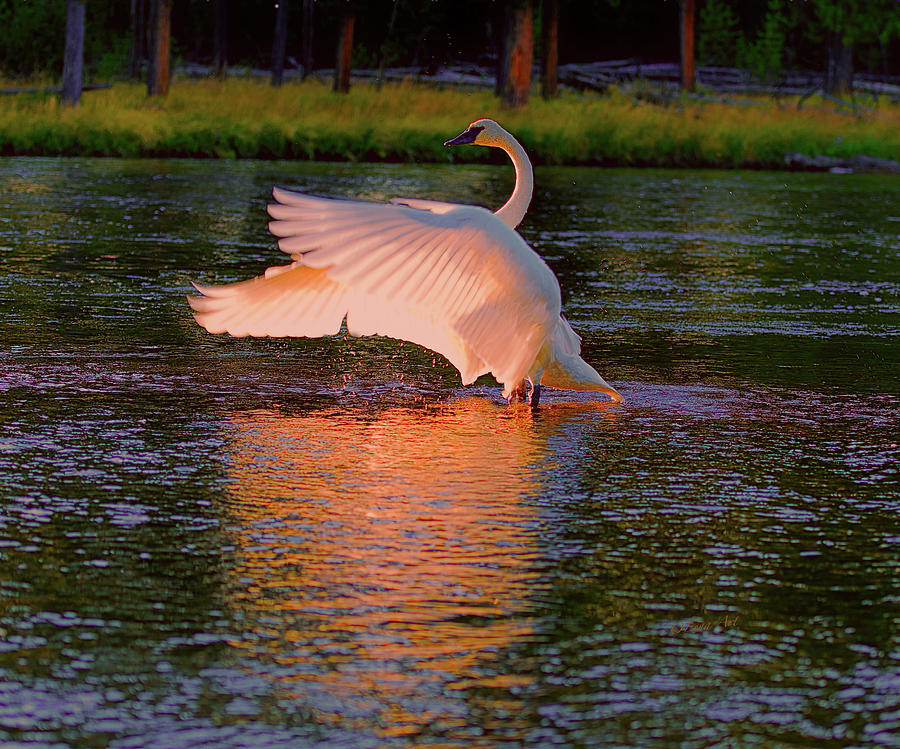 Swan Sun Salutation Digital Art by OLena Art