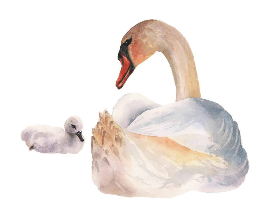 Swan Painting - Swan Sweetness by Alison Fennell