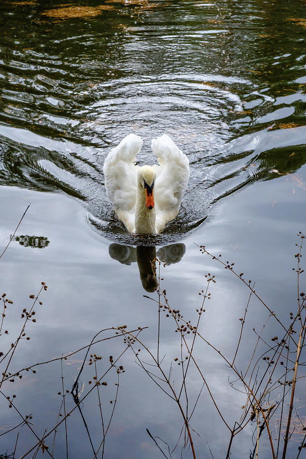 Swan Swim Photograph by Glenn DiPaola