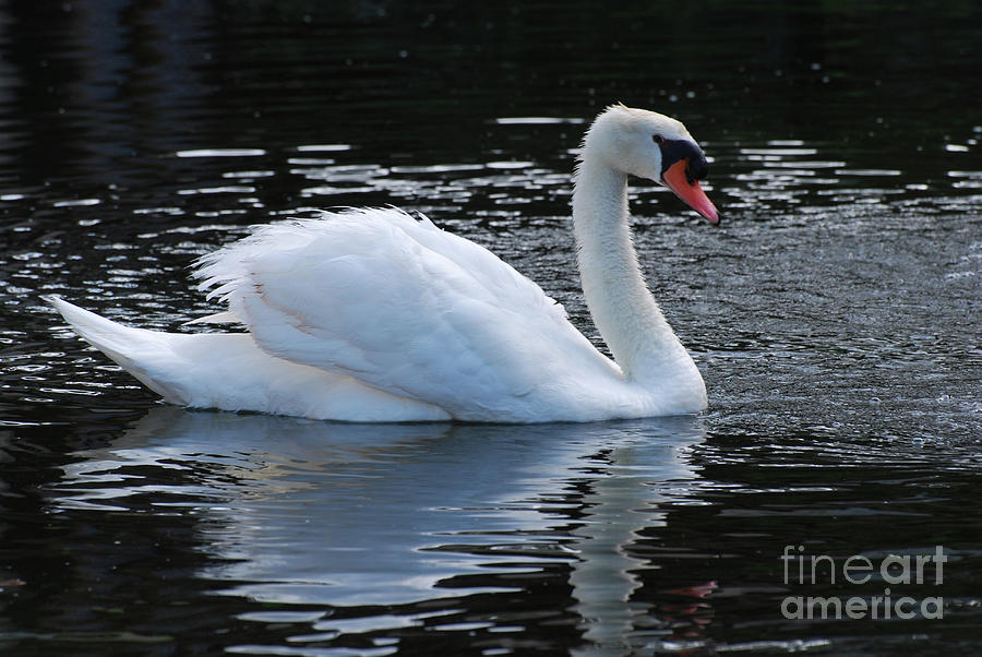 Swan Swimming and Reflecting Beside its Reflection in the Water Photograph by DejaVu Designs