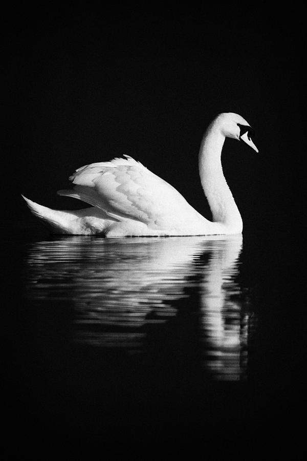 Wildlife Photograph - Swan Swimming by Joe Fox