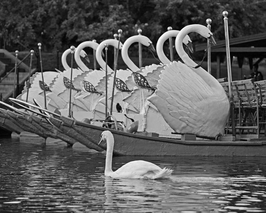 Swan swimming up with some friends Black and White Photograph by Toby McGuire