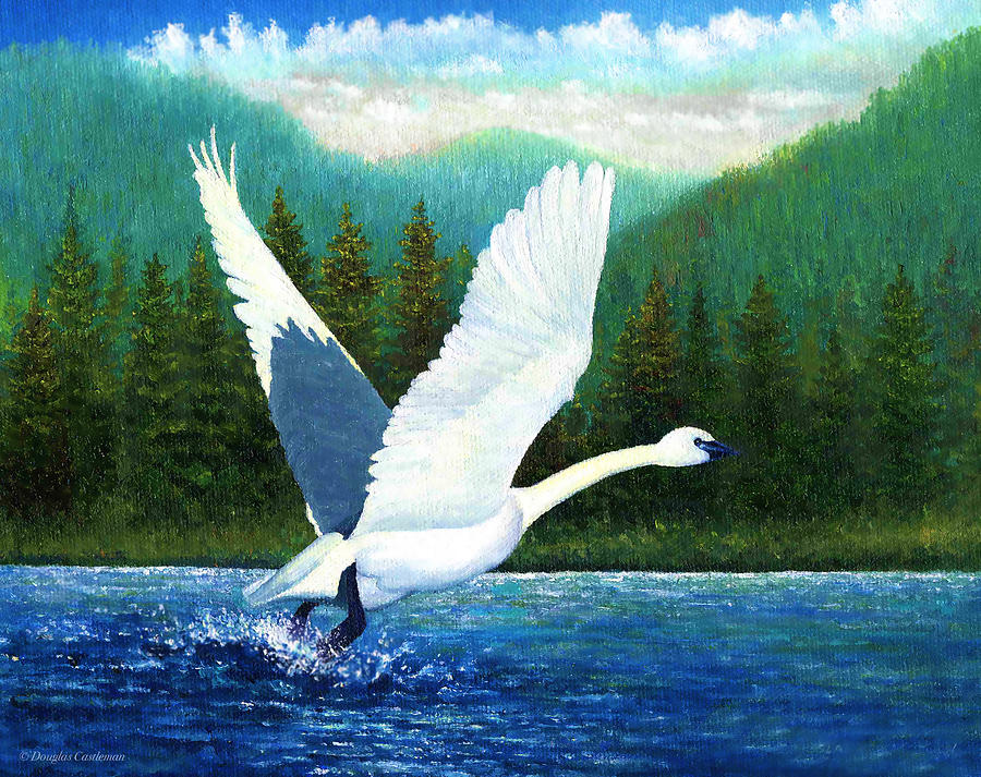 Swan Takeoff Painting by Douglas Castleman