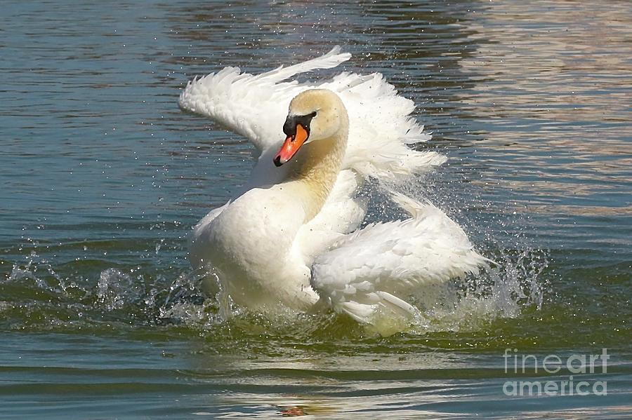 Swan Tango Photograph by Carol Groenen