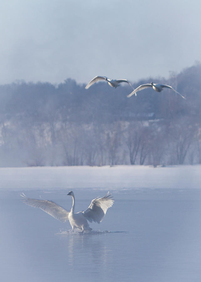 Two Swans Landing Photograph by Patti Deters