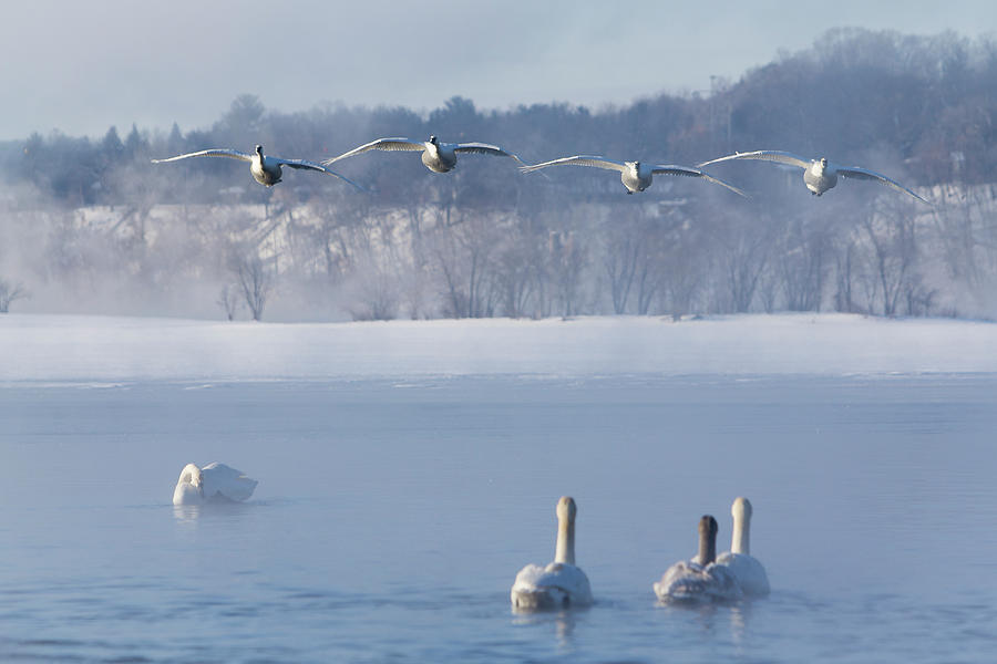 Four Swans Landing Photograph by Patti Deters