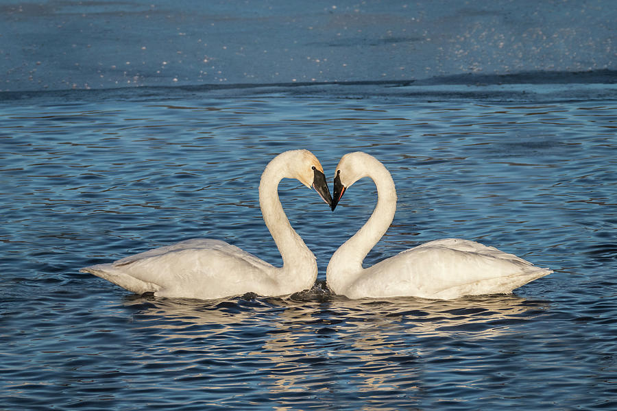 Swan Heart Photograph by Patti Deters