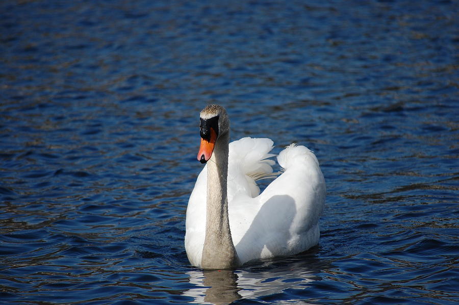 Swan Photograph by Teresa Demery | Fine Art America