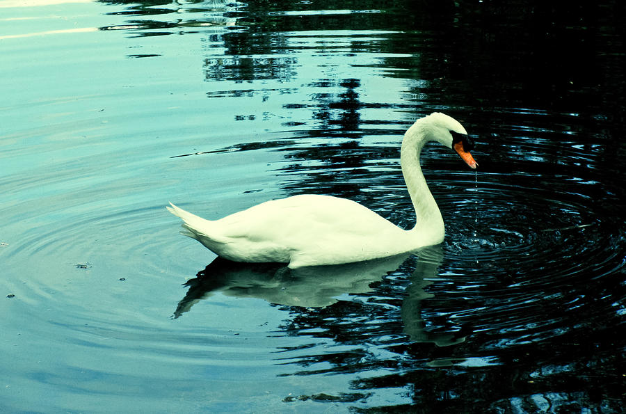 Swan Photograph - Swan by Tony Grider