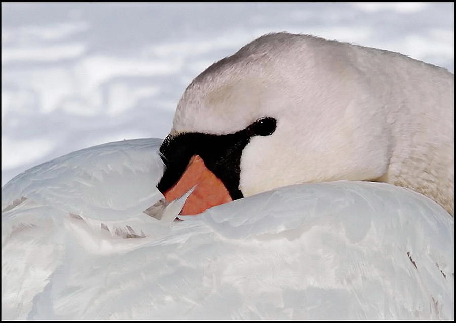 Swan Up Close and Personal Photograph by Andrea Kollo