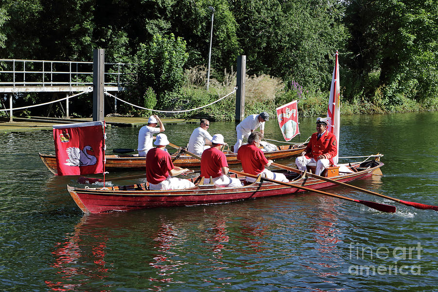 Swan Upping on the Thames in Surrey Photograph by Julia Gavin