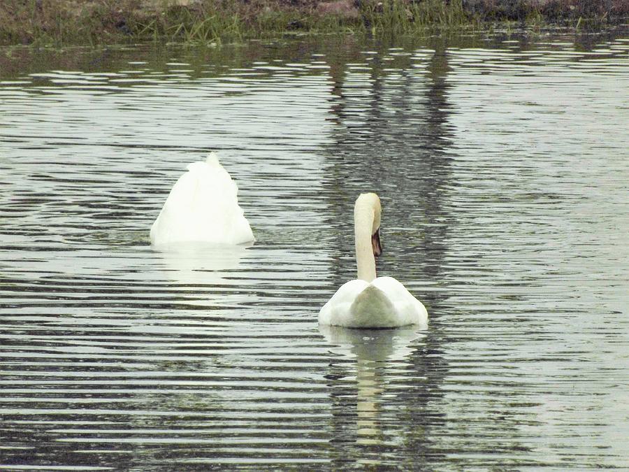 Swan Upside Down Photograph by Joseph F Safin - Pixels