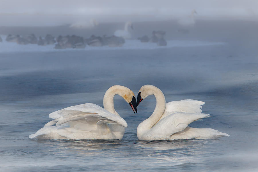 Swan Valentine - Blue Photograph by Patti Deters