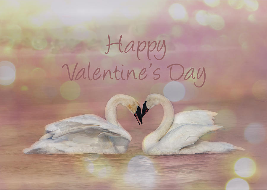 Swan Valentine Photograph by Patti Deters