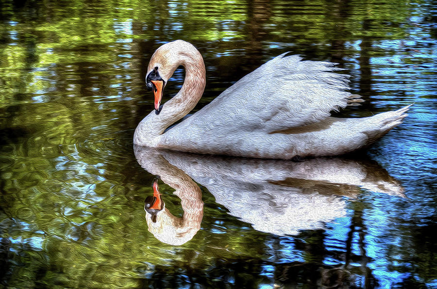 Swan w/treatment Photograph by Ronda Ryan