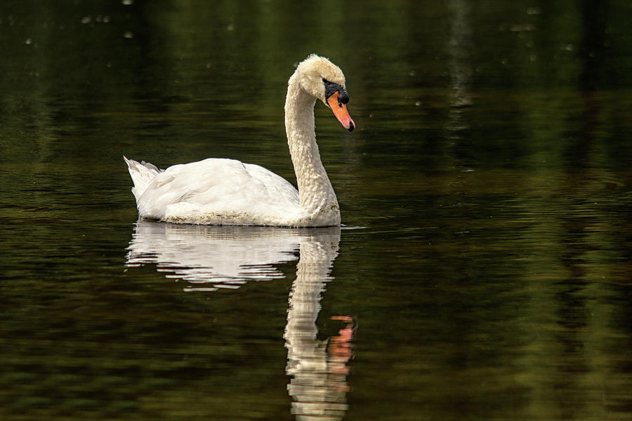 Wildlife Photograph - Swan water reflection  by Cliff Norton