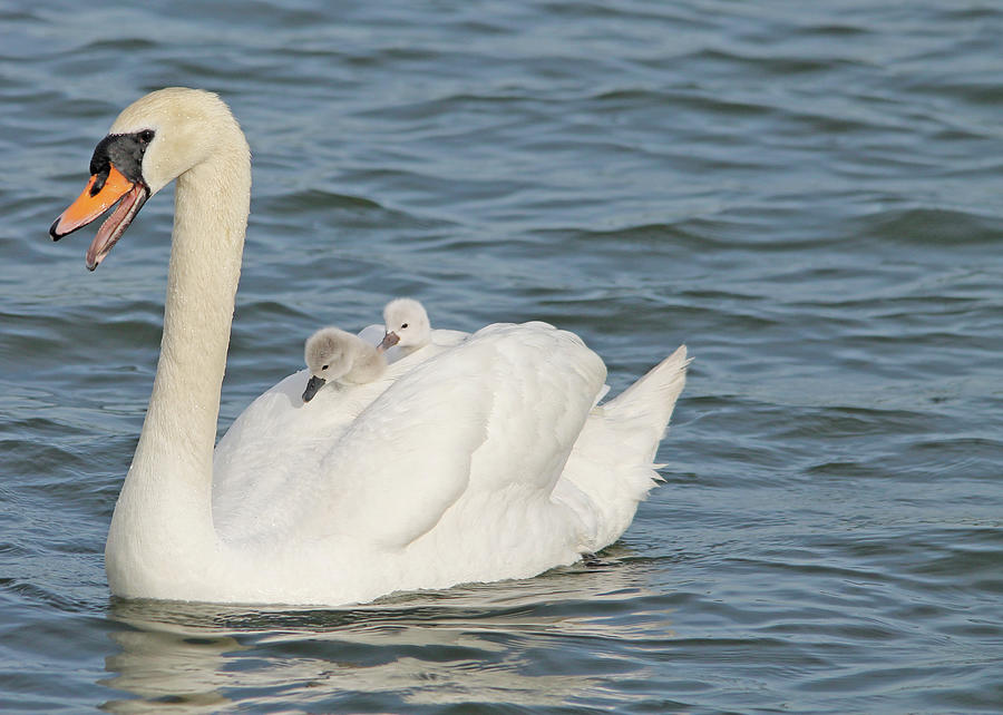 Feather Photograph - Mute Swan with babies on its back by CJ Park