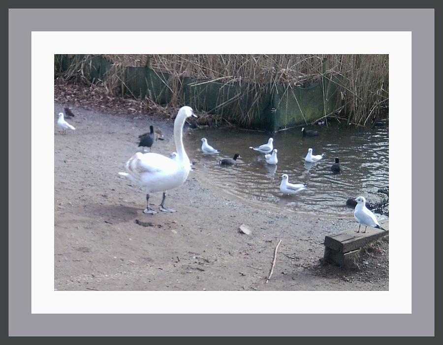 Swan with Cheeky Gulls Photograph by Julia Woodman
