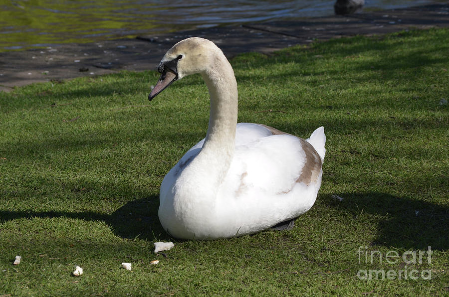 Swan With Chunks of White Bread Sitting in Grass Photograph by DejaVu Designs