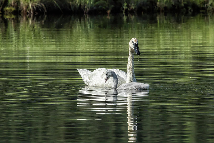 Swan with Cygnet Photograph by Belinda Greb