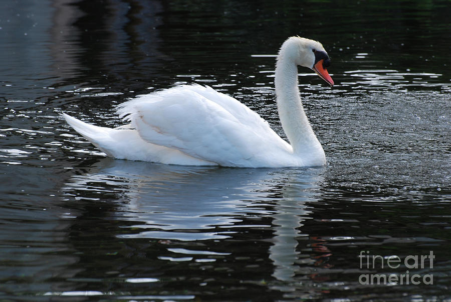 Swan With Its Reflection in the Water Beside it Photograph by DejaVu Designs