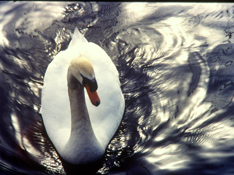 Swan Photograph - Swan With Light Patterns by David Gardner