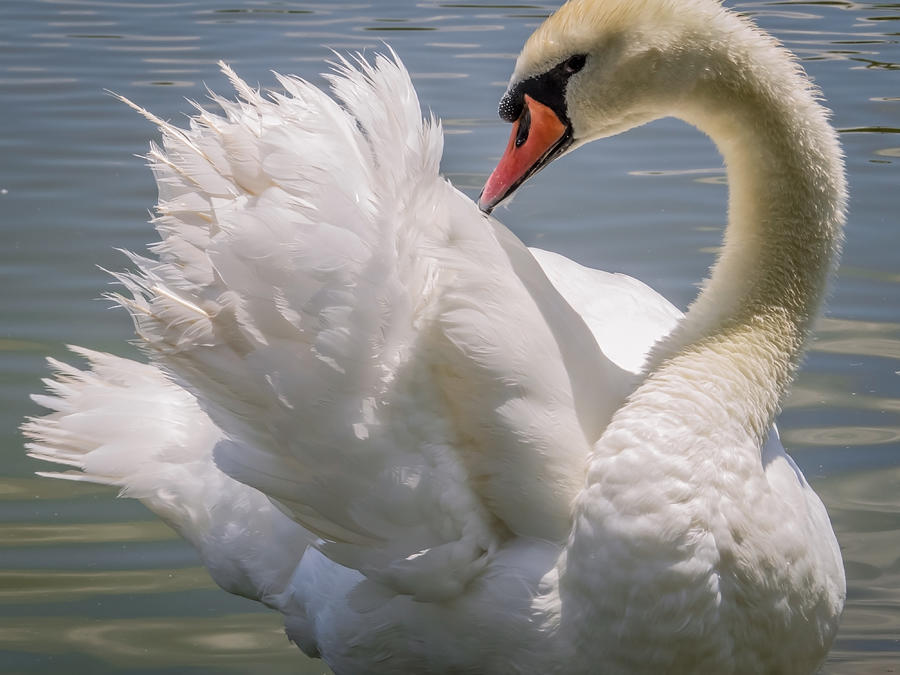 Swan Photograph - Swan by Zina Stromberg