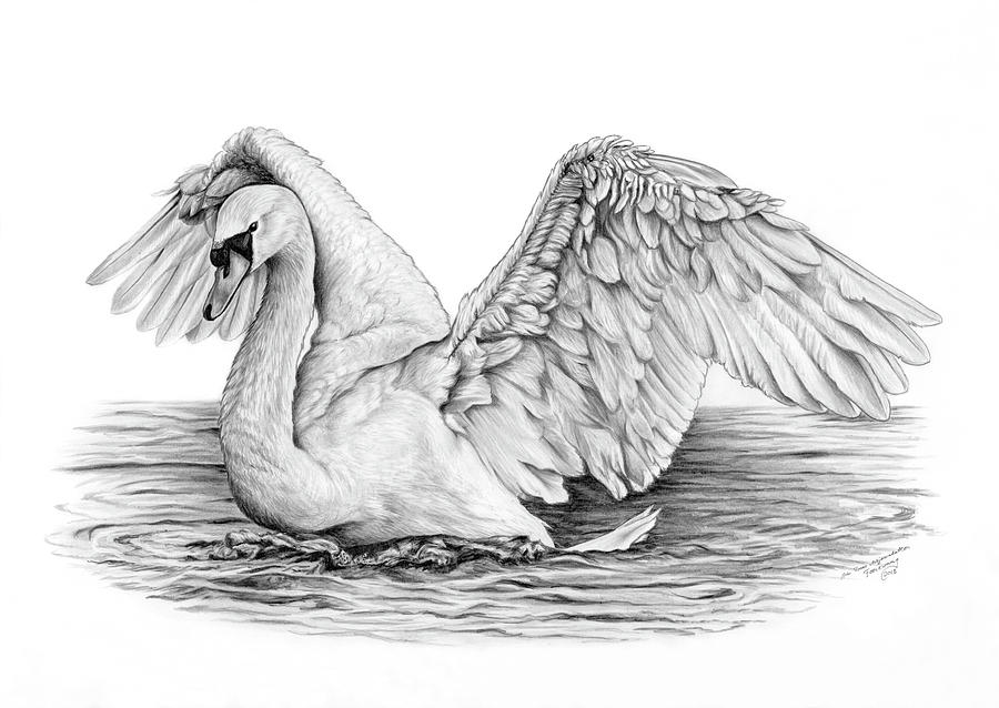 Aggregate more than 140 pencil sketch of swan best - in.eteachers