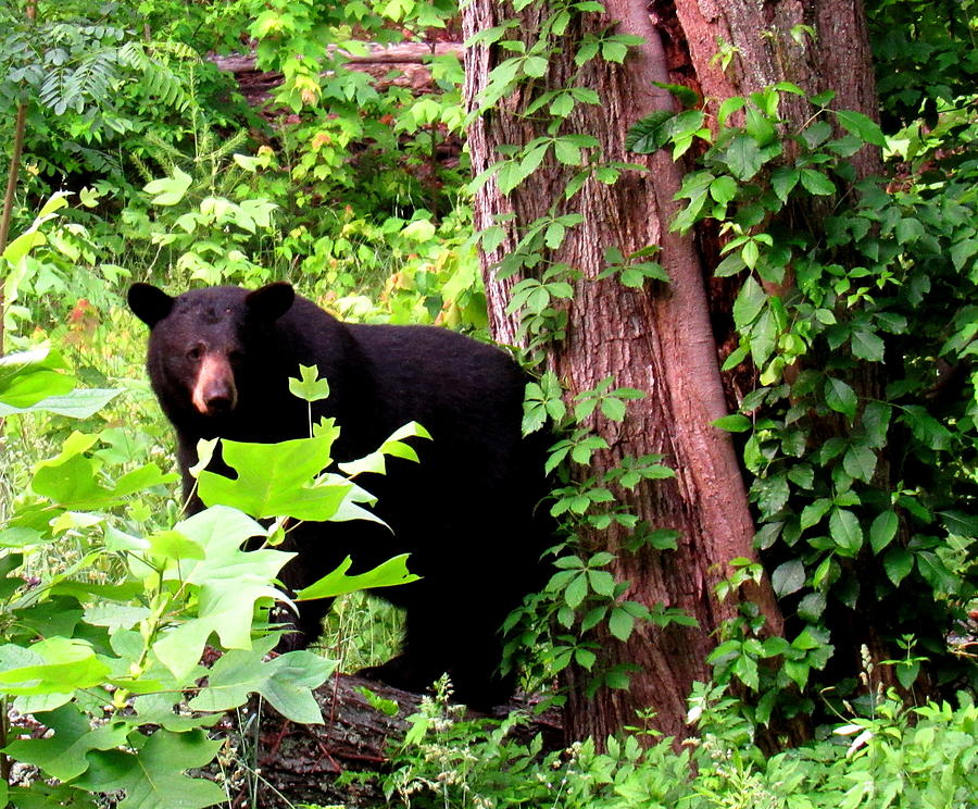 Blue Ridge Bear Photograph by Joshua Bales