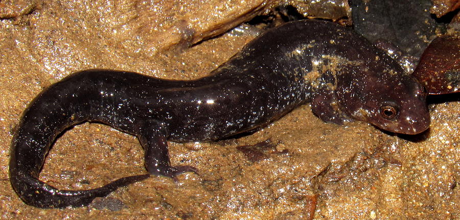 Swannanoa Salamander Photograph by Joshua Bales